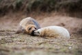 Grey seal, seals, Halichoerus grypus