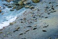 Grey seals on cornish beach Royalty Free Stock Photo