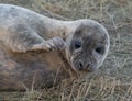 Grey Seals at Donna Nook