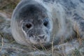 Grey Seals at Donna Nook