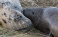 Grey Seals at Donna Nook