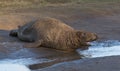 Grey Seals at Donna Nook