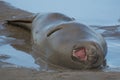 Grey Seals at Donna Nook