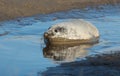 Grey Seals at Donna Nook