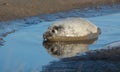 Grey Seals at Donna Nook