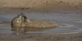 Grey Seals at Donna Nook