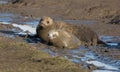 Grey Seals at Donna Nook