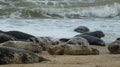 Grey Seals Enjoynig Basking on the Beach Royalty Free Stock Photo