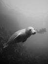 Grey seals in the Farne Islands