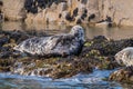 Grey Seals at Farne Islands