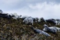 Grey seals at the farne islands 2 Royalty Free Stock Photo