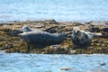 Grey seals, Farne Islands Nature Reserve, England