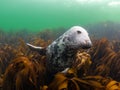 Grey seals in the Farne Islands