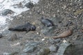 Grey seals at Godrevy point Royalty Free Stock Photo