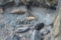 Grey seals at Godrevy point Royalty Free Stock Photo