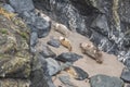 Grey seals at Godrevy point Royalty Free Stock Photo