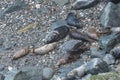 Grey seals at Godrevy point Royalty Free Stock Photo