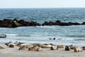 Grey seals