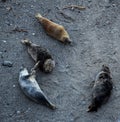 4 Grey Seals lying on the beach Cornwall UK Royalty Free Stock Photo