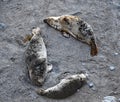 3 Grey Seals lying in a circular shape  on the beach Cornwall UK Royalty Free Stock Photo
