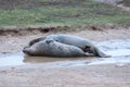 Grey Seals Mating