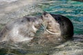 Grey seals playing in the light of day Royalty Free Stock Photo