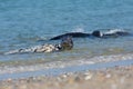 Grey seals playing in the sea near German island Helgoland