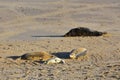 Grey Seals and Pup, Horsey, Norfolk, England