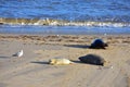 Grey Seals and Pup, Horsey, Norfolk, England