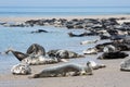 Grey seals resting at the beach of German island Helgoland Royalty Free Stock Photo