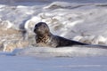 A Grey seals in the surf Royalty Free Stock Photo