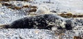 Grey Seals