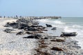 Grey Seals