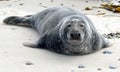 Grey Seals