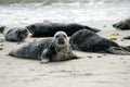 Grey Seals