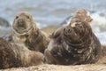 Grey Seals (Halichoerus grypus) relaxing on a beach in Horsey.