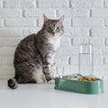 Grey senior cat eats dry food from a green bowl against a white brick w Royalty Free Stock Photo