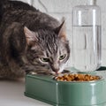 Grey senior cat eats dry food from a green bowl against a white brick w Royalty Free Stock Photo