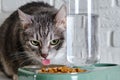 Grey senior cat eats dry food from a green bowl against a white brick w Royalty Free Stock Photo