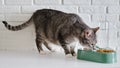 Grey senior cat eats dry food from a green bowl against a white brick w Royalty Free Stock Photo