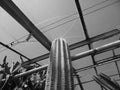 Grey shaded - Giant saguaro cactus Carnegiea gigantea breaking the glass ceiling of its greenhouse, reaching the blue sky. Flora E Royalty Free Stock Photo