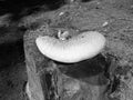 Grey shaded - Side close view on a medium sized velvet-footed pax mushroom with pale color