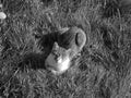 Greyscaled image - Brown cat with white chest lying in the grass,looking up and relaxing.