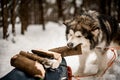 Grey shaggy sled dog pulls wooden stick by teeth. Blurred background Royalty Free Stock Photo