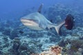 A grey shark jaws ready to attack underwater close up portrait