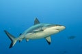 A grey shark jaws ready to attack underwater close up portrait