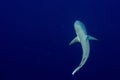 Grey shark ready to attack underwater in the blue view from the top