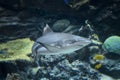 Grey Shark swimming in the sea or ocean