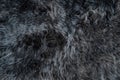 Grey sheepskin rug background sheep fur Wool texture Royalty Free Stock Photo