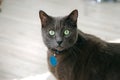 Grey Short Hair Cat with Green Eyes